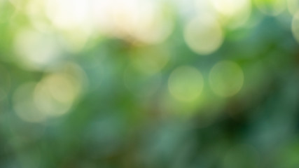 Natural bokeh background with sun light and tree leaves