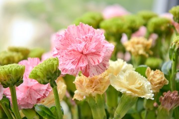 Fading bouquet of flowers with pink carnations and green chrysanthemums with selective focus and blurred petals on front. Wilted bunch of flower on blurred background. Dying romantic bouquet of flower