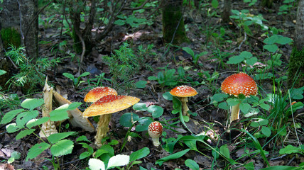 family of toadstools in the forest 