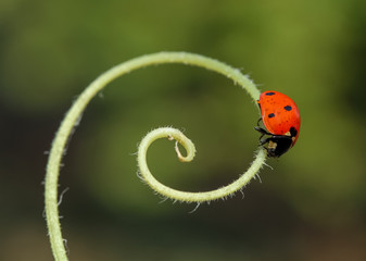 magnificent nature and ladybug