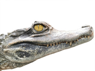 crocodile portrait isolated on white