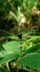 forest plant with purple berry crow's eye