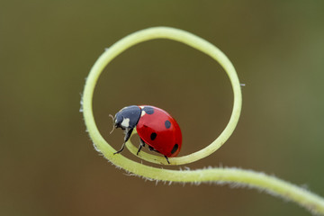 ladybug in the garden