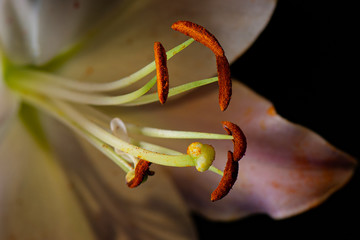 macro of a lily