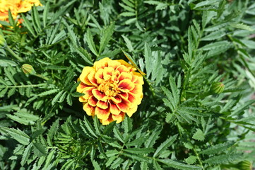 Red-yellow marigold flower on a bush in the garden