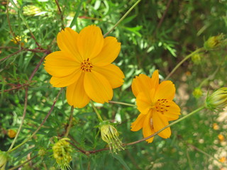 yellow flowers in the garden