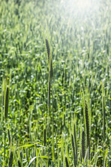 Sunrise in the Countrysinde