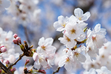 Fototapeta premium Sakura