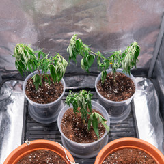 The process of cloning a marijuana plant. Cannonis cloning issues