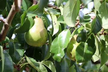 Gros plan sur les poires