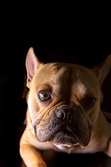 Bulldog Francese (bouledogue français) - Portrait