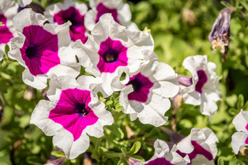 Petunia hybrid flowers with pink center and white border, close-up