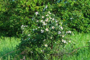 Fototapeta na wymiar The Flowers Of Wild Rose Medicinal. Blooming Wild Rose Bush.