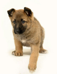 half-breed brown puppy in studio on a white background