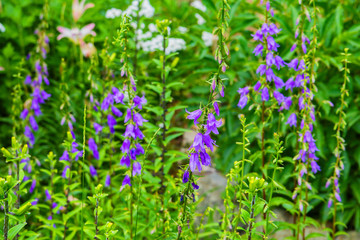 Fototapeta premium Purple canterbury bells flowers, landscape. Beautiful field of wildflowers on a summer day. Purple bells on a background of green leaves.