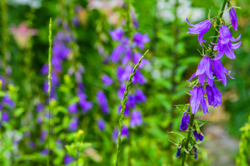 Purple canterbury bells flowers, landscape. Beautiful field of wildflowers on a summer day. Purple bells on a background of green leaves.