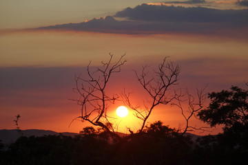 dry tree in the savannah at sunset