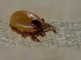Zecke, die in der Realität knapp 2mm klein ist, als Makroaufnahme