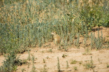 The gopher eats grass after winter hibernation. A cowardly gopher sitting at grass. Soft focus.