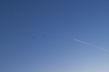 Two skydivers and two tracks from the plane against the blue sky.