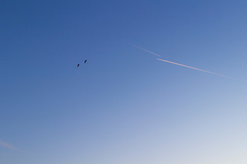 Two skydivers and two tracks from the plane against the blue sky.
