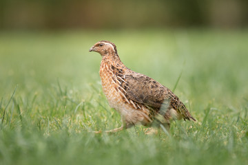 Wachtelhahn sitzt im Gras
