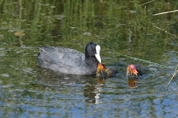 Blässhuhn (Fulica atra) mit Jungtieren - Eurasian coot with juvenile