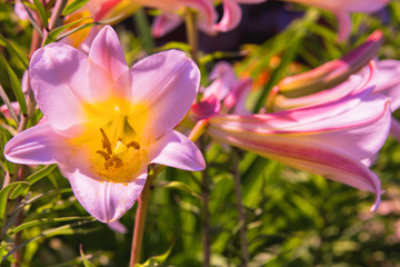 Pink-purple Lily. Blossoming Lilies in the garden. Lily flowers closeup.