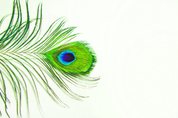Obraz premium Peacock feather closeup. Green feather peacock on a white sheet of paper. Peacock feather closeup on white background - Blur.