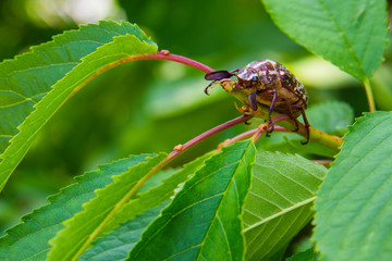 Marble beetle on a leaves sweet cherry. Polyphylla fullo ordinary. Beetle cockchafer marble close-up.