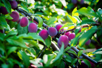 Ripening plums on a tree in summer close-up. Dark blue plums & foliage on the branches of a plum tree. Plum branches densely covered with the green leaves & dark blue plums. 