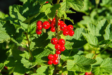 Red currant berries. Red berries close up. Natural fresh products.