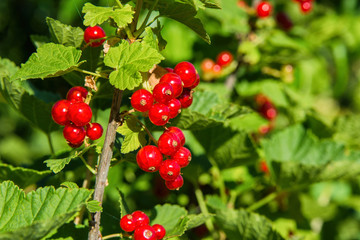 Red currant berries. Red berries close up. Natural fresh products.