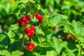 Red currant berries. Red berries close up. Natural fresh products.