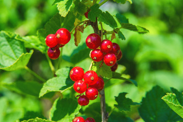 Red currant berries. Red berries close up. Natural fresh products.
