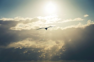 Seagull flying at sunset