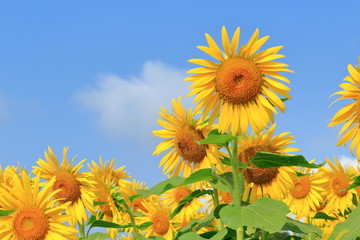 Sunflowers can be seen in the summer.