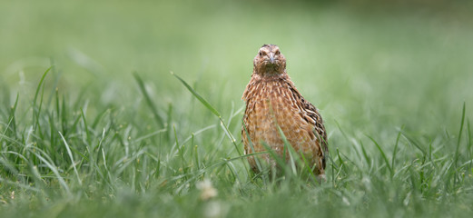Wachtelhahn sitzt im Gras