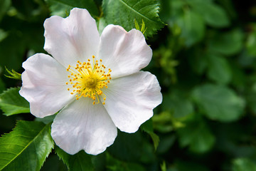 The Flowers Of Wild Rose Medicinal. Blooming Wild Rose Bush. Rose hip flowers close-up.
