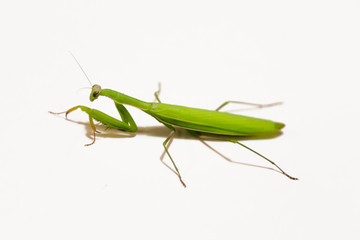 Female European Mantis or Praying Mantis, Mantis religiosa, in front of white background