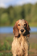 Dog breed Russian hunting spaniel outdoors portrait