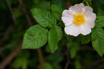 The Flowers Of Wild Rose Medicinal. Blooming Wild Rose Bush. Rose hip flowers close-up.