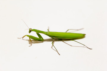 Female European Mantis or Praying Mantis, Mantis religiosa, in front of white background