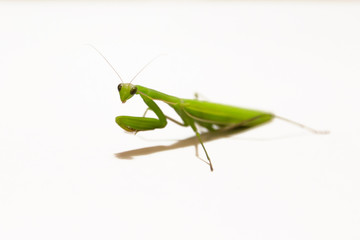 Female European Mantis or Praying Mantis, Mantis religiosa, in front of white background
