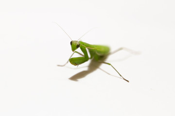 Female European Mantis or Praying Mantis, Mantis religiosa, in front of white background