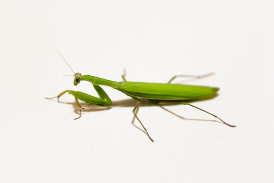Female European Mantis or Praying Mantis, Mantis religiosa, in front of white background