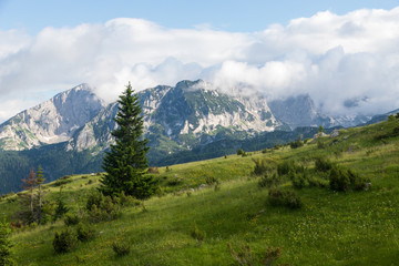 Fototapeta na wymiar wonderful landscape of Montenegro mountains with blue sky white clouds and green firs in Durmitor park