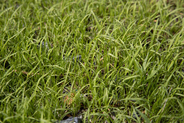 Worm’s eye view of Fresh Light green grass With the soft light of the sun splashing down to the grass in the morning That just grew out of the soil shortly.