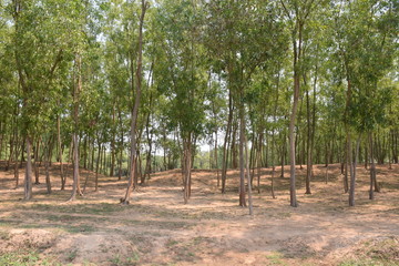 A very beautiful village of  india