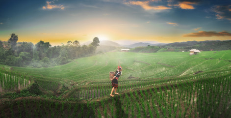 The hill tribe women in the landscape, mountains and fields have green trees at sunrise.